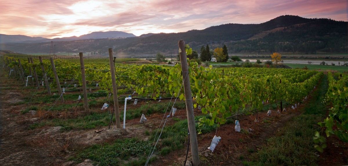 Monte Creek Ranch Winery Kamloops.me