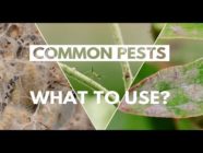 City of Kamloops - Common Pests: What to Use