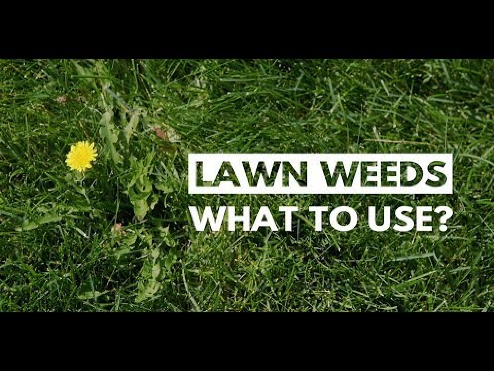 City of Kamloops - Lawn Weeds: What to Use