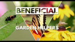 City of Kamloops - Beneficial Garden Helpers