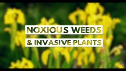 City of Kamloops - Noxious Weeds & Invasive Plants