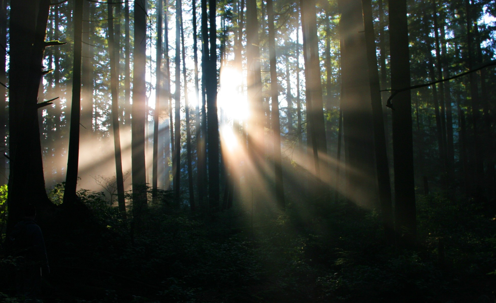 sunlight shining through forest