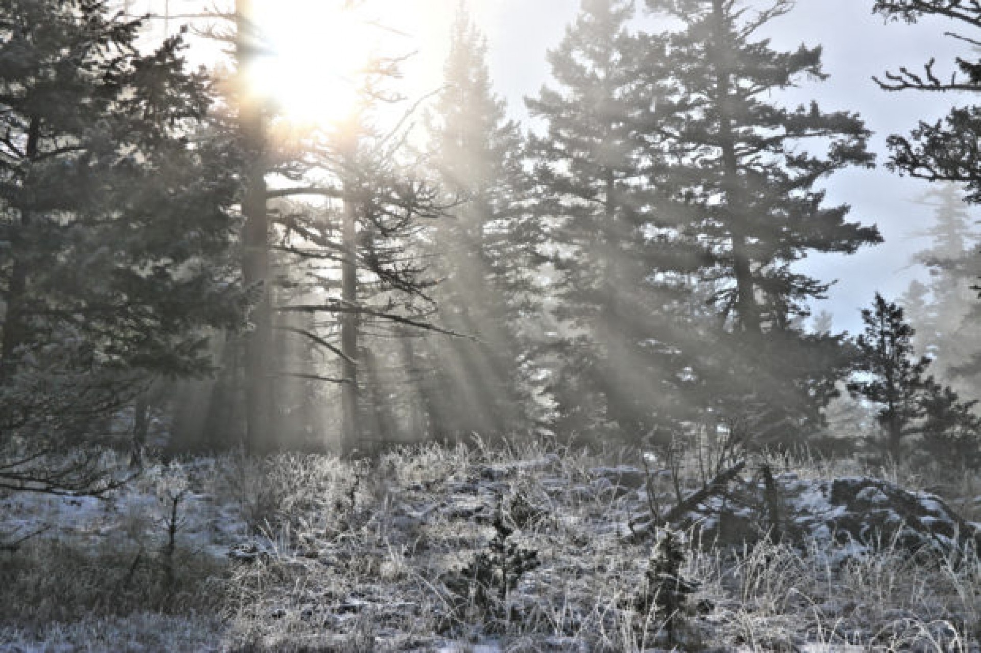 A Frosty Sugarloaf Hill - Kamloops Trails