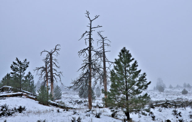 Barnes Lake Trails in the Fog and On the Snow