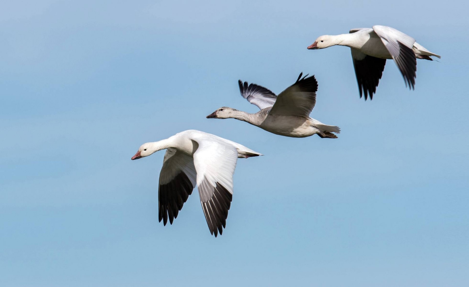 Three snow geese in flight