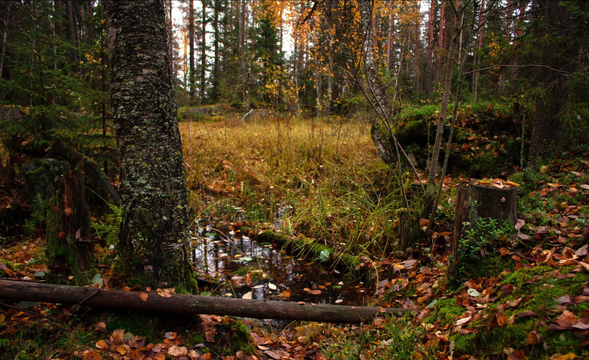 photo of autumn forest floor