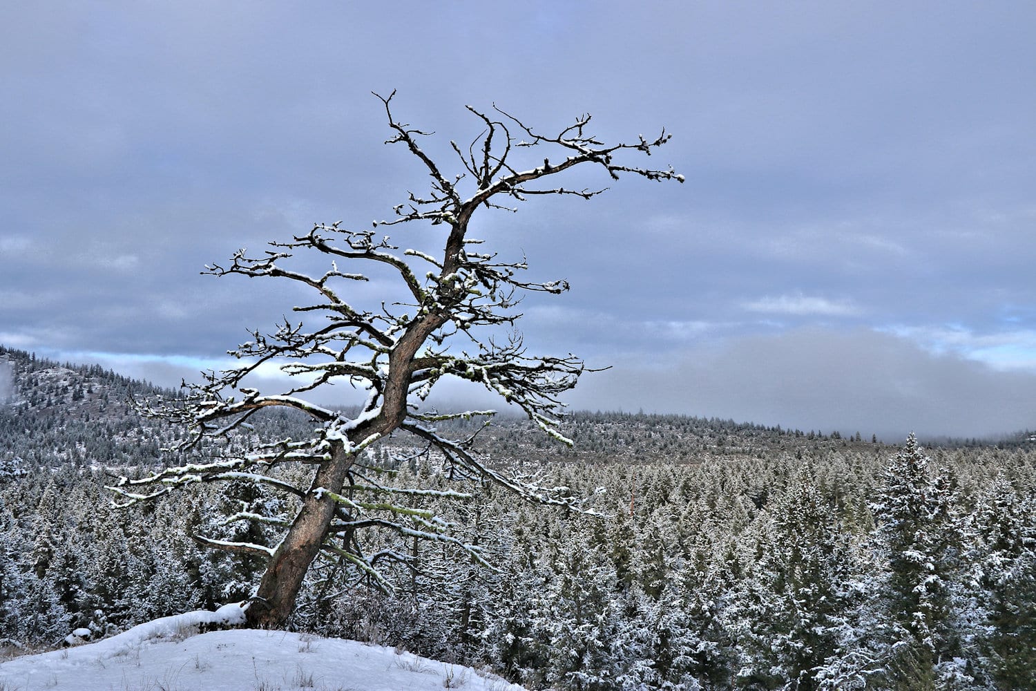 In the Fog, In the Forest, On the Snow