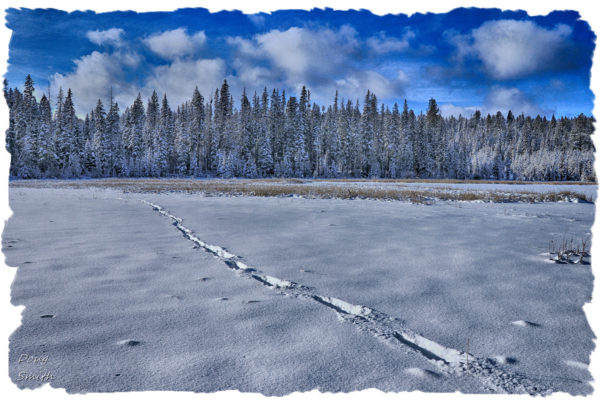 On the Snow on the Butterfly Marshes