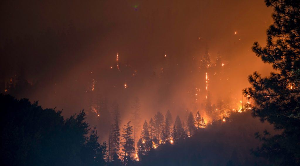 picture of boreal forest fire