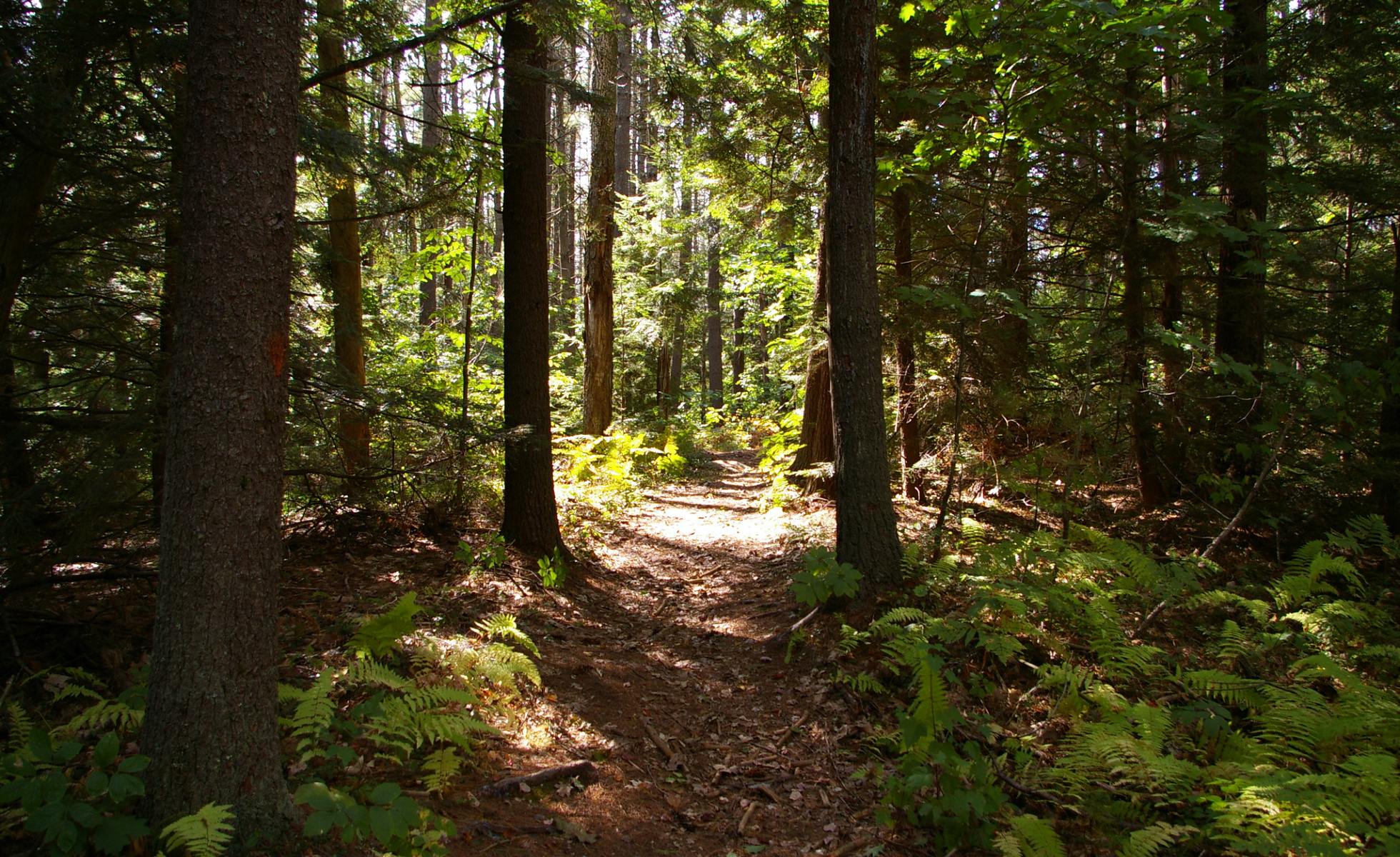 pathway in forest