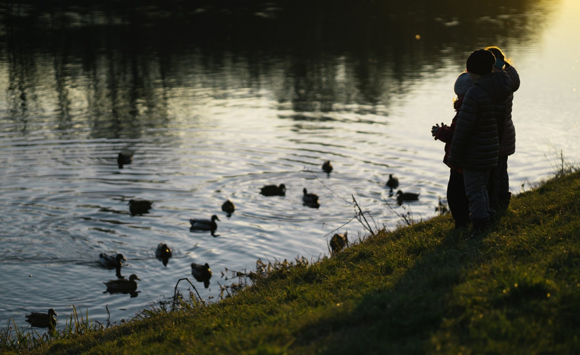children watching ducks swim on pond