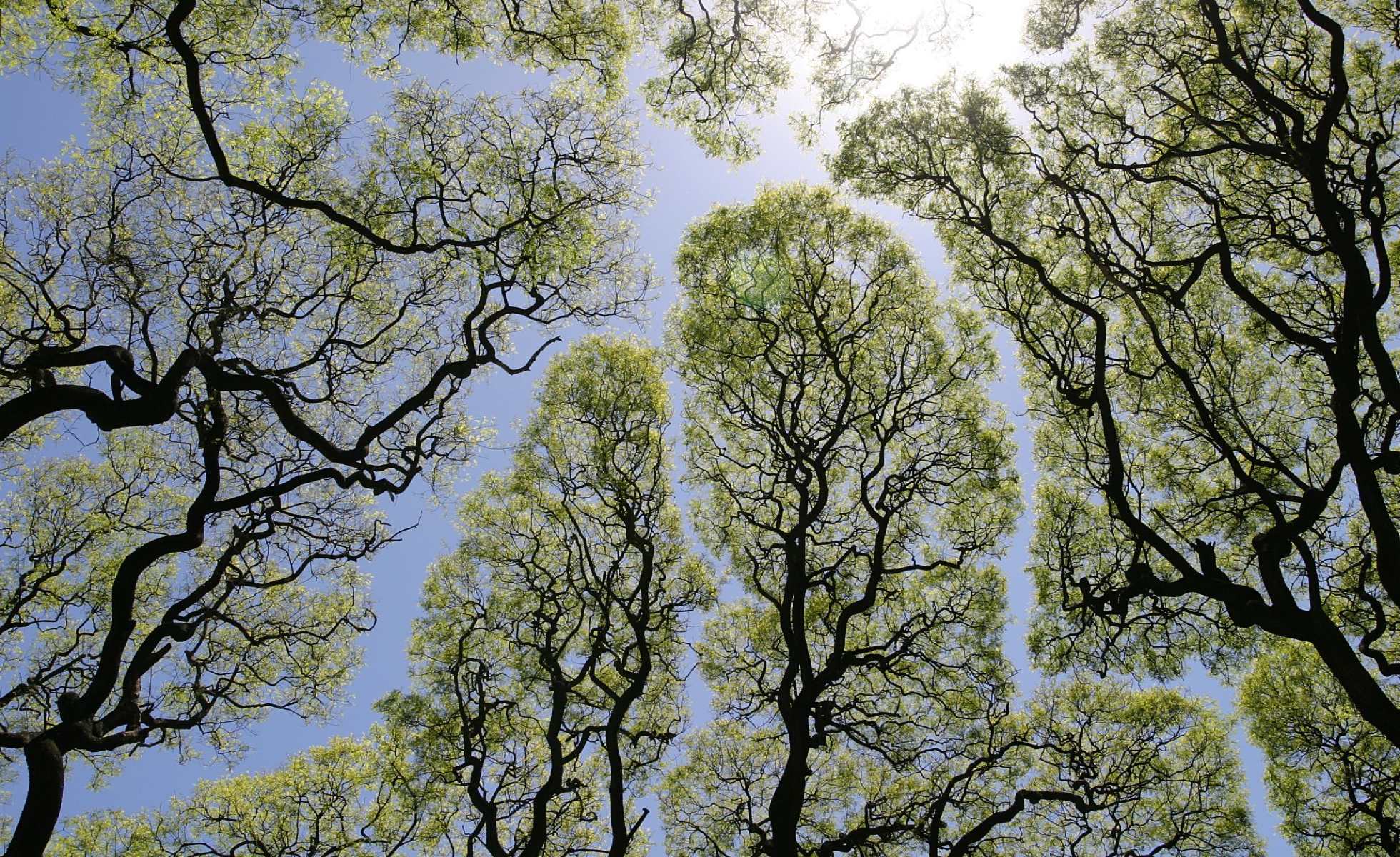 crown shyness from below