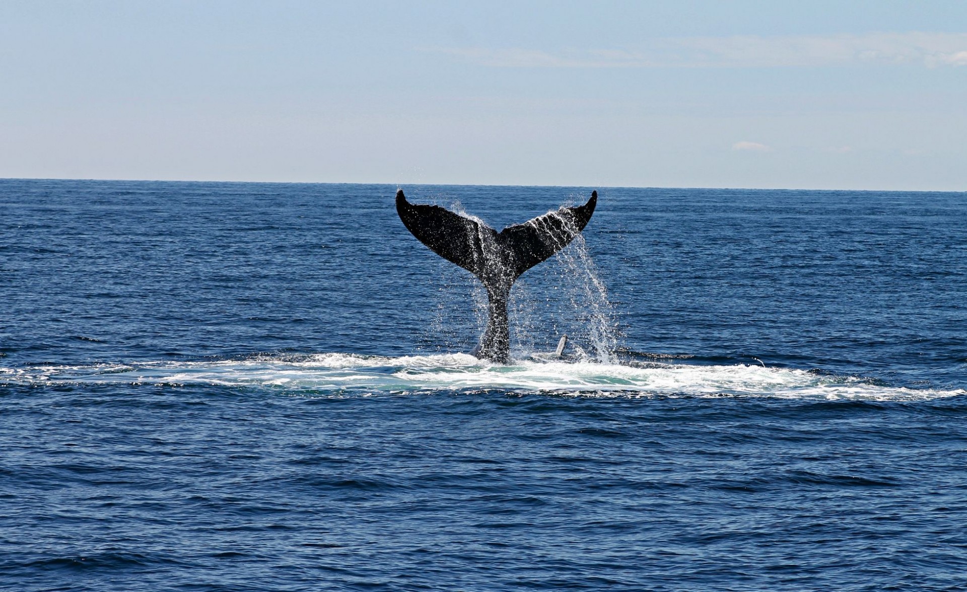 A humpback whale tail in the ocean horizon