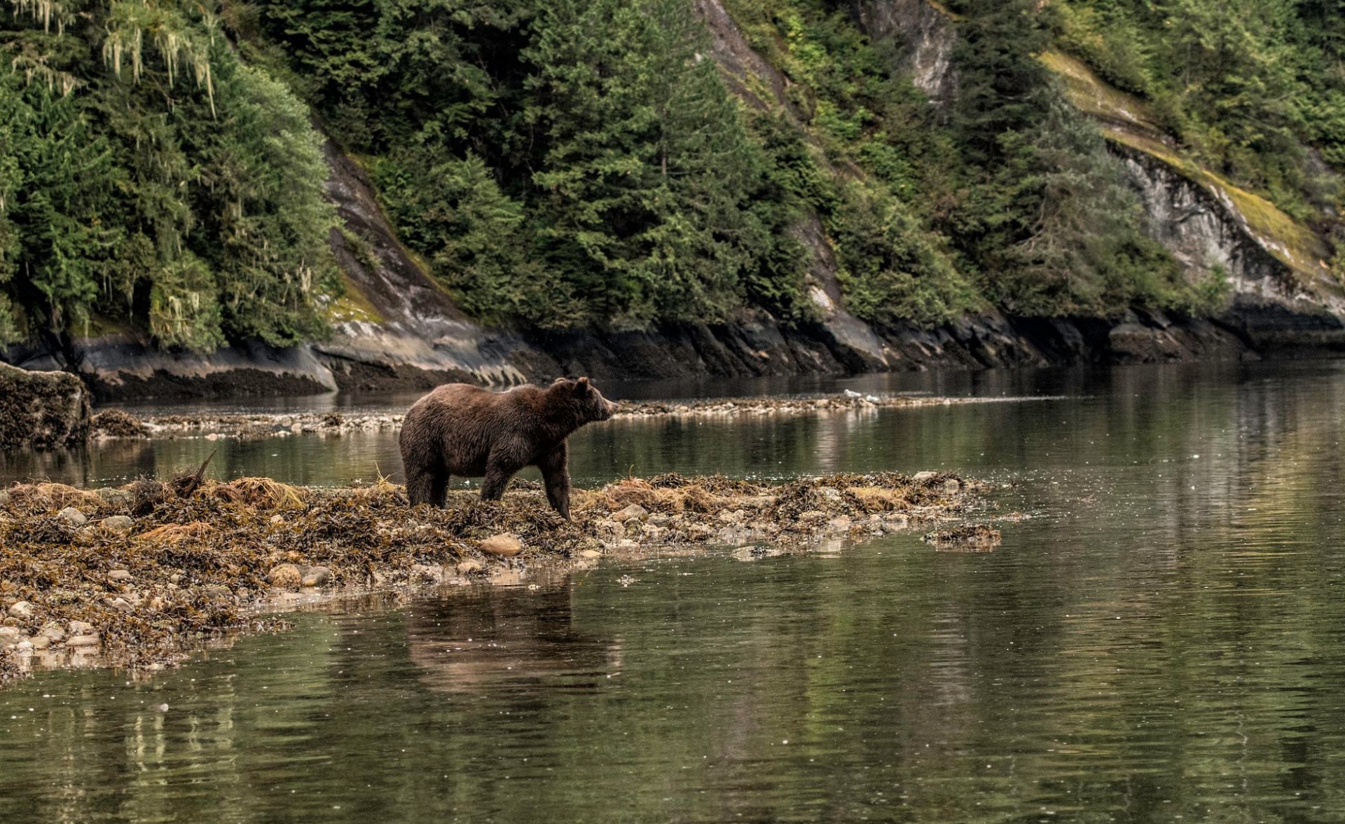 Grizzly bear standing at water