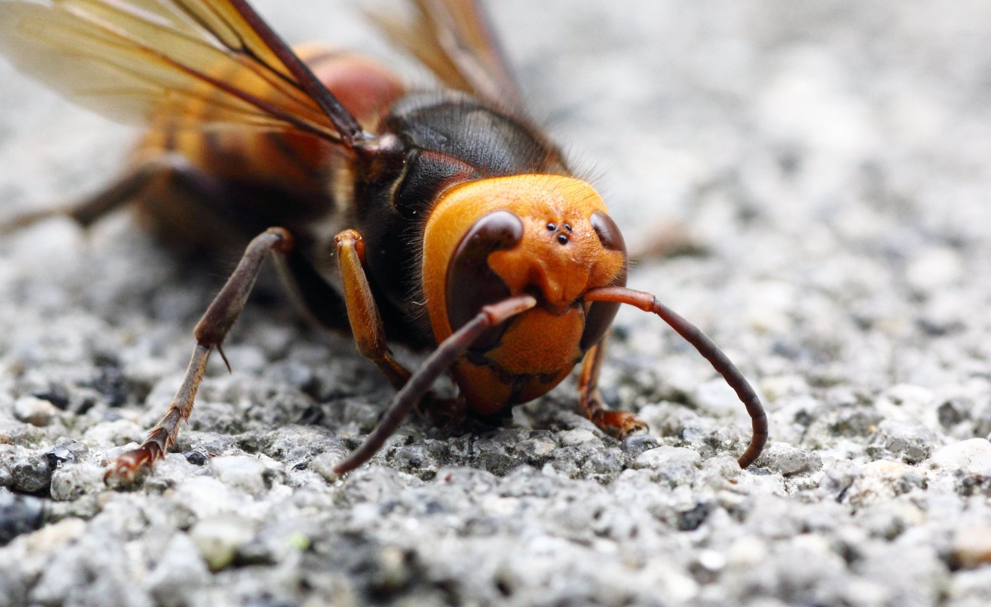 murder hornet on pavement