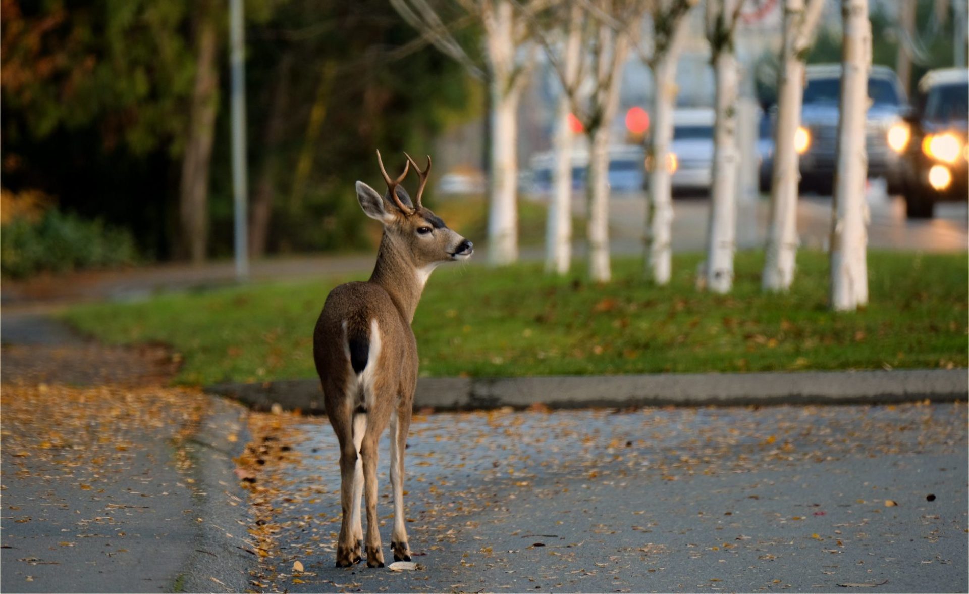 Young deer on side road looking out into rush hour