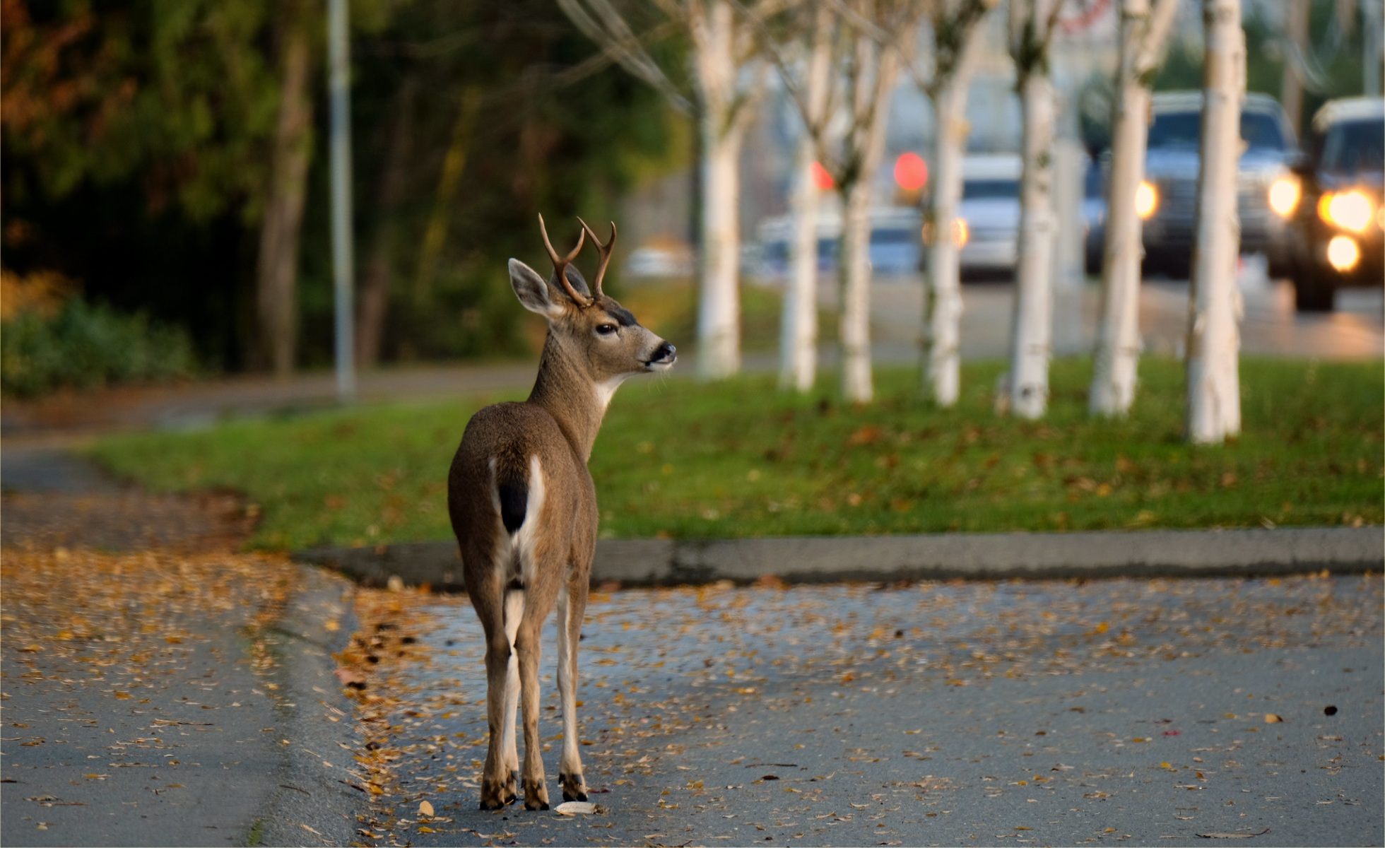 Young deer on side road looking out into rush hour