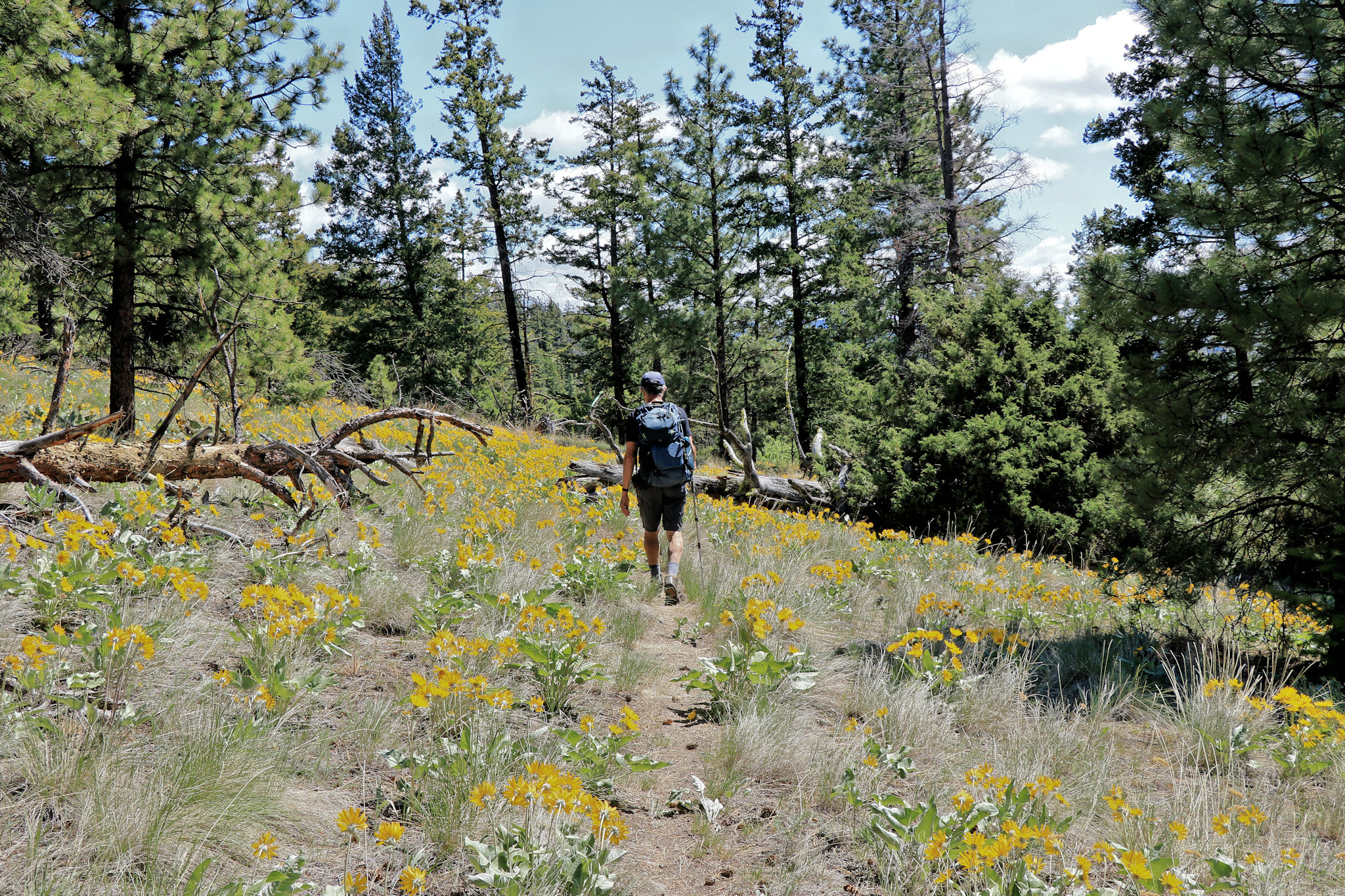 Swakum Mountain Hike - Kamloops Trails