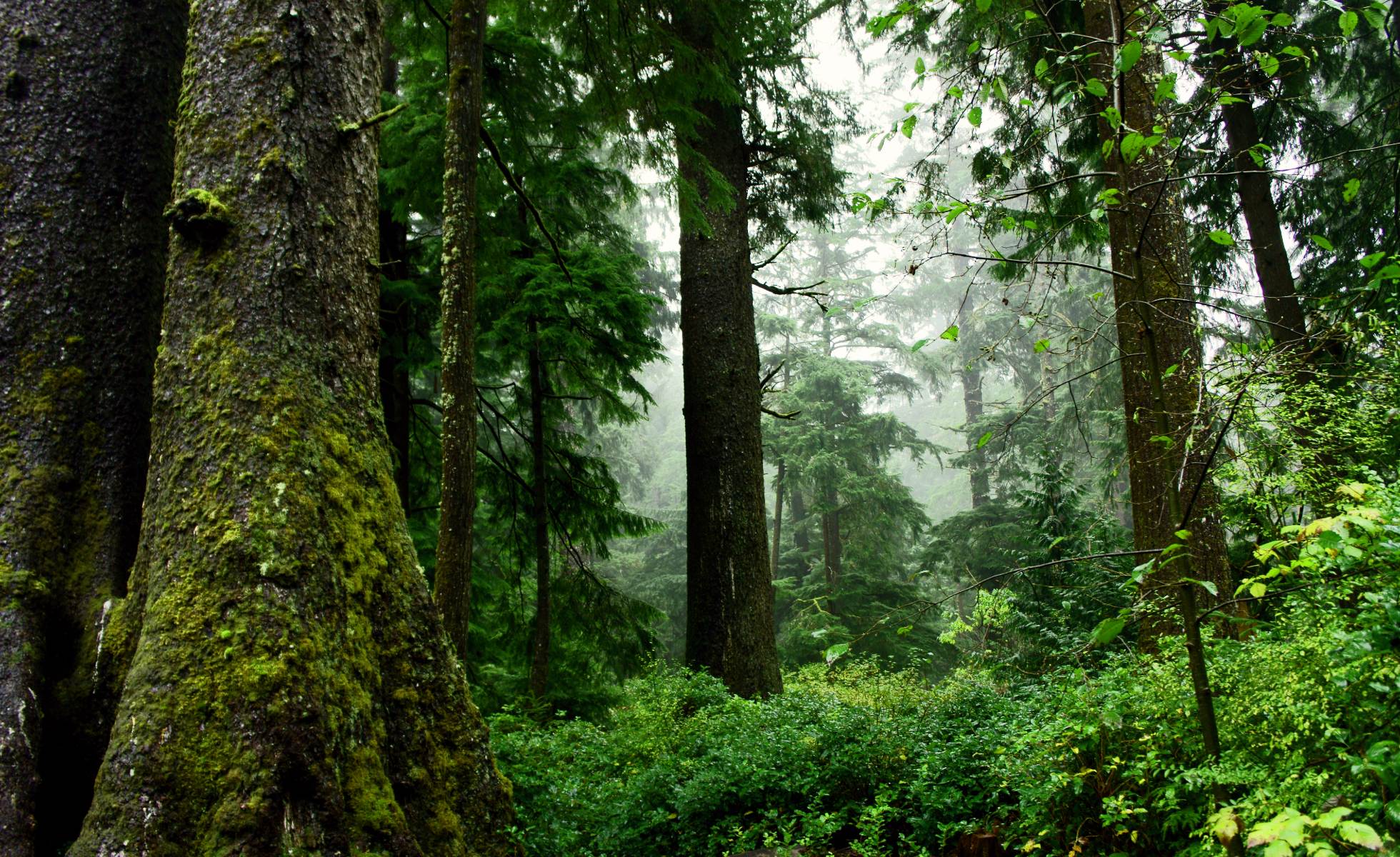 old growth forest in Oregon