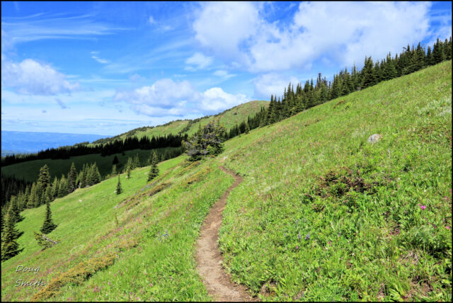 Tod Mountain in July – Kamloops Trails