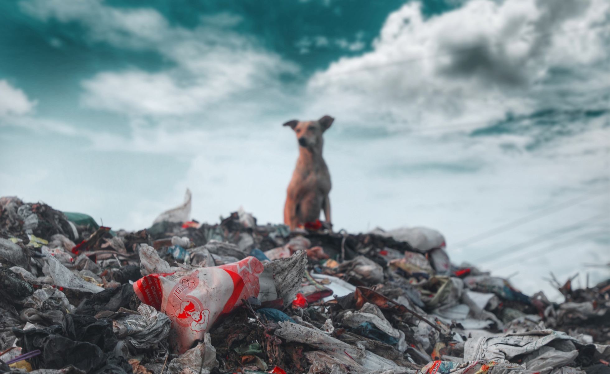 dog on top of plastic waste pile