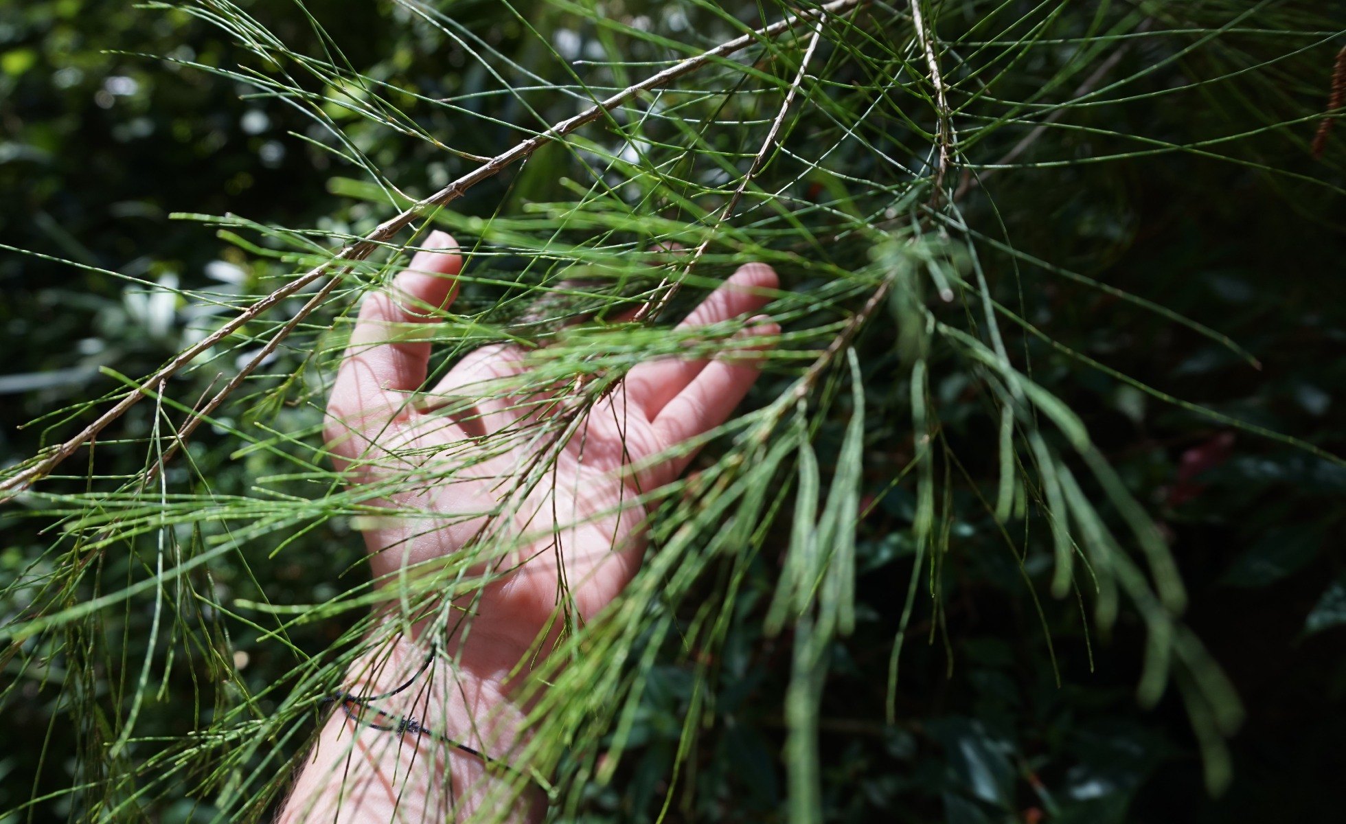 Hand reaching out and brushing a conifer tree