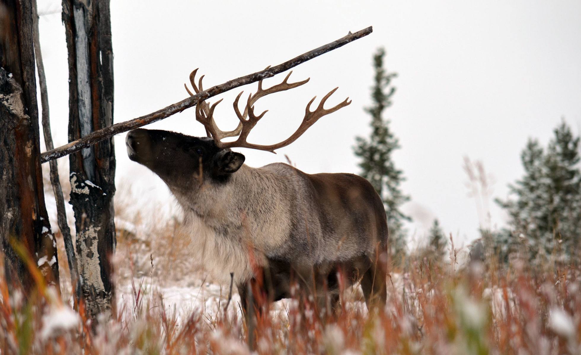 Woodland caribou