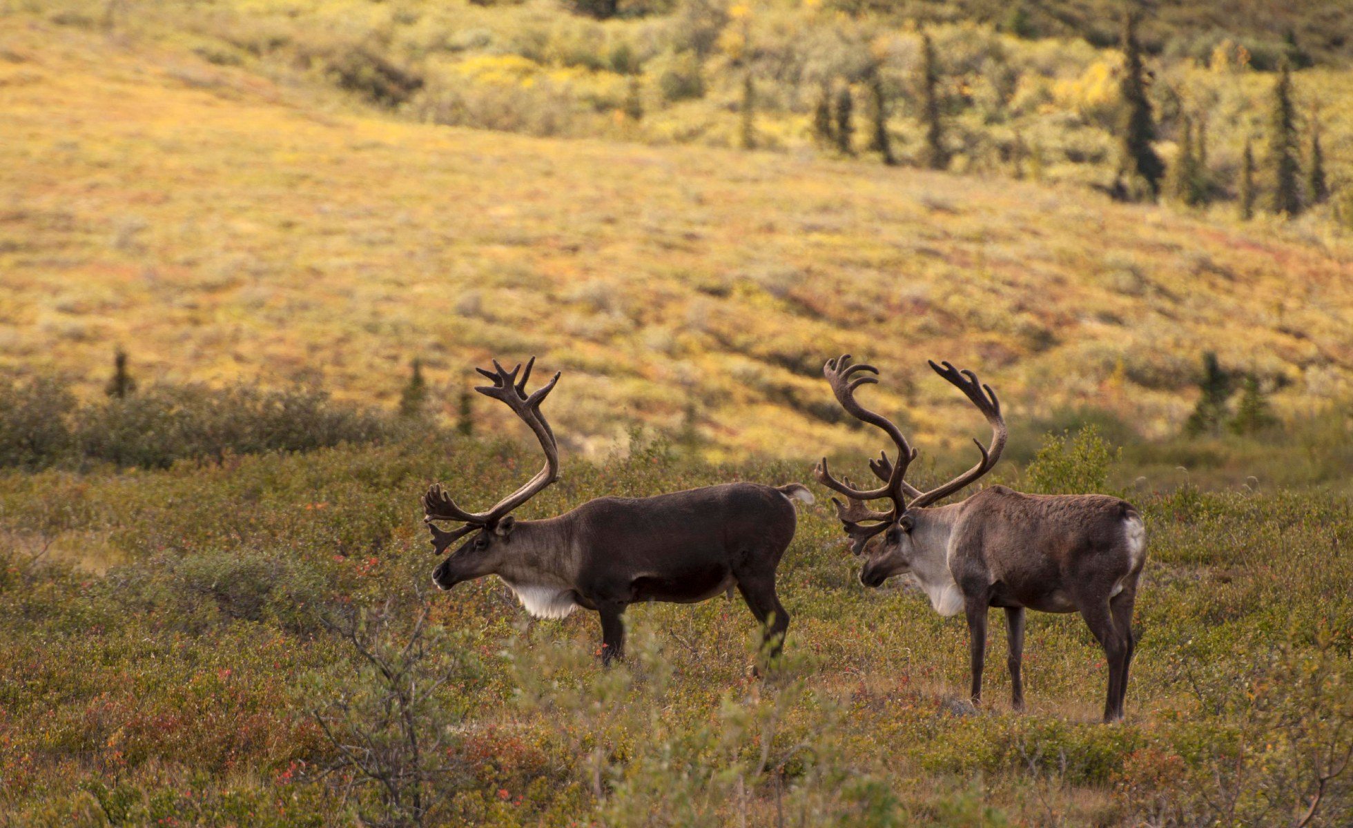 Two caribou standing in an open field