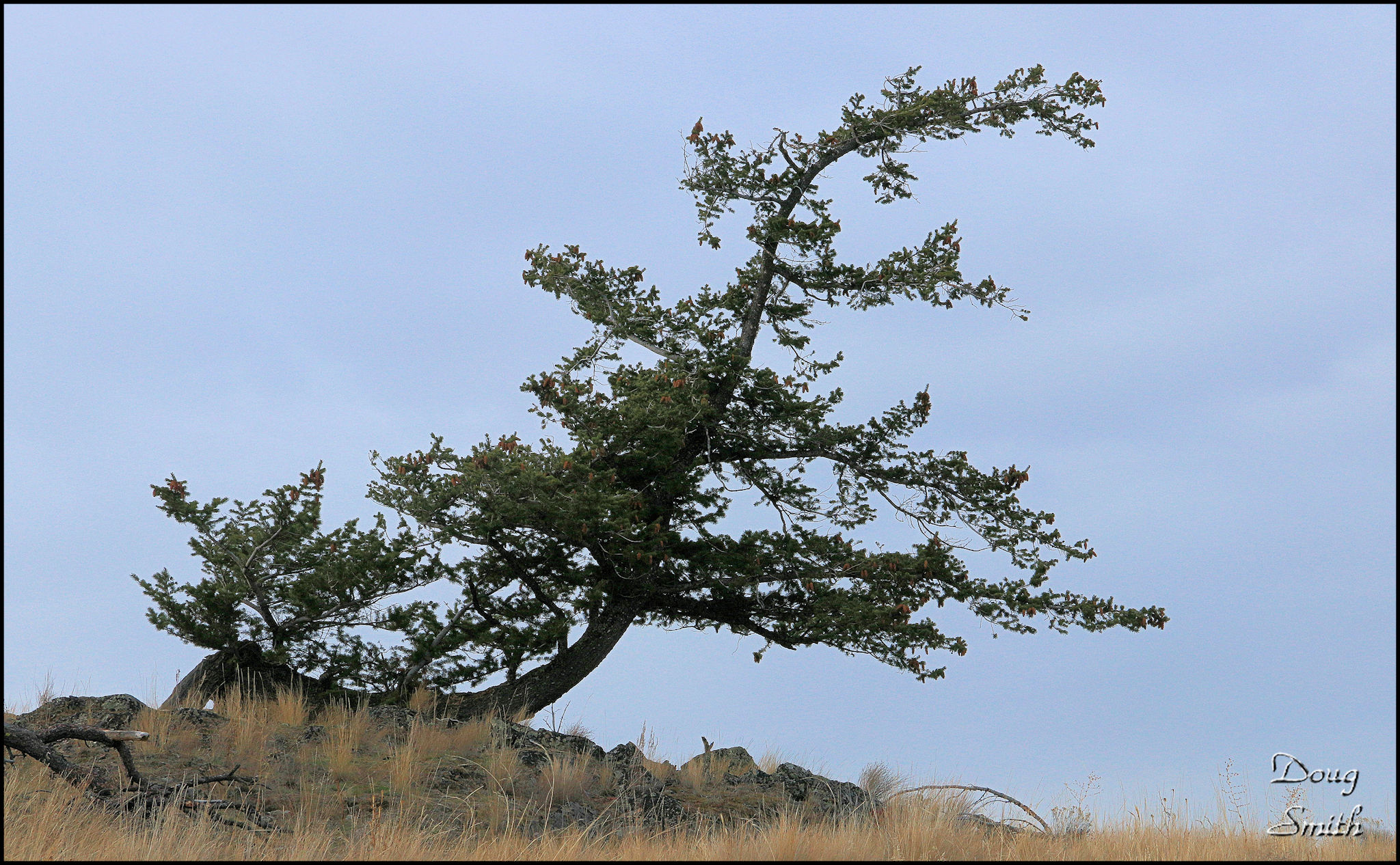 In the Rose Hill Hills