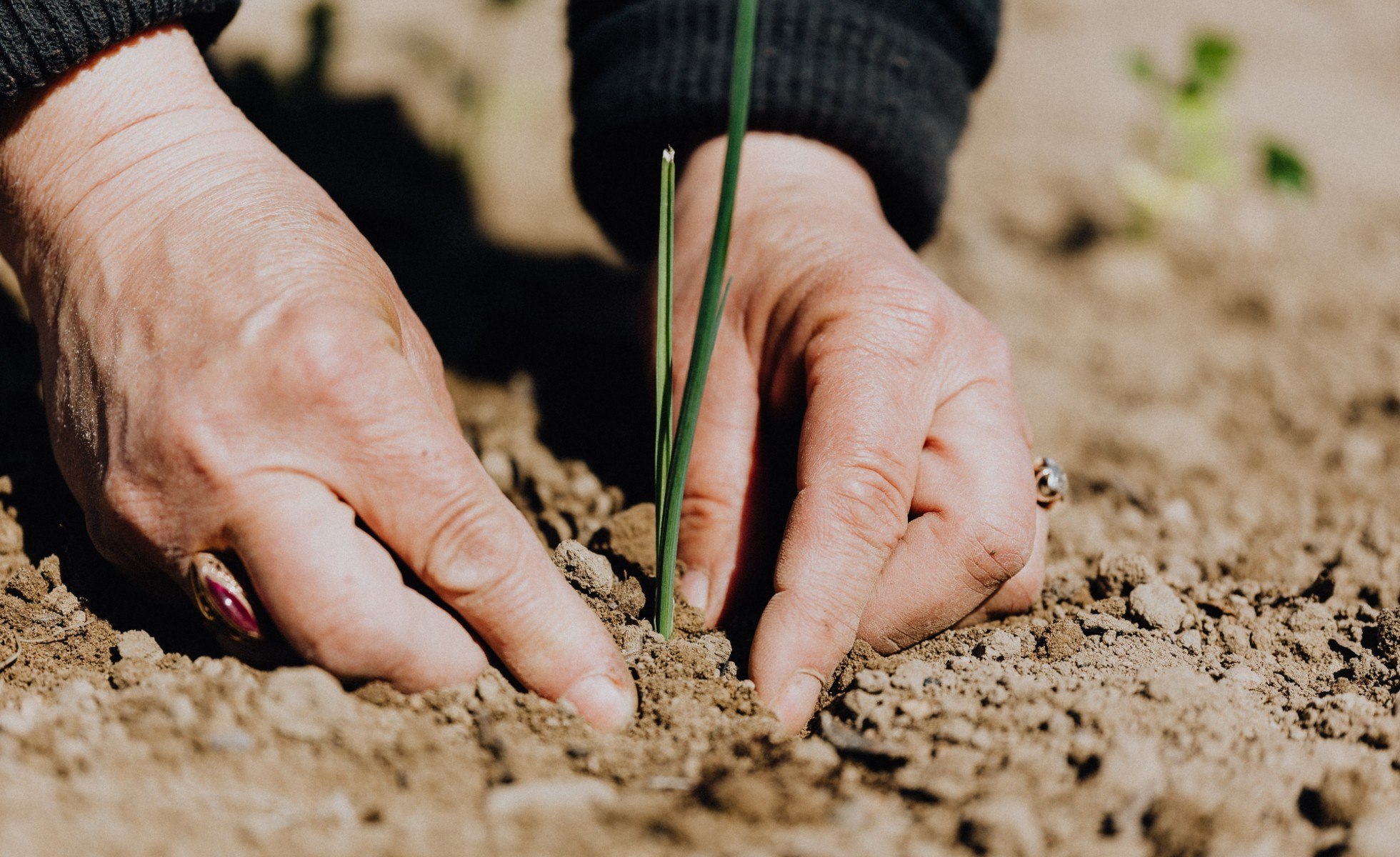 Close up of person putting a slender plant