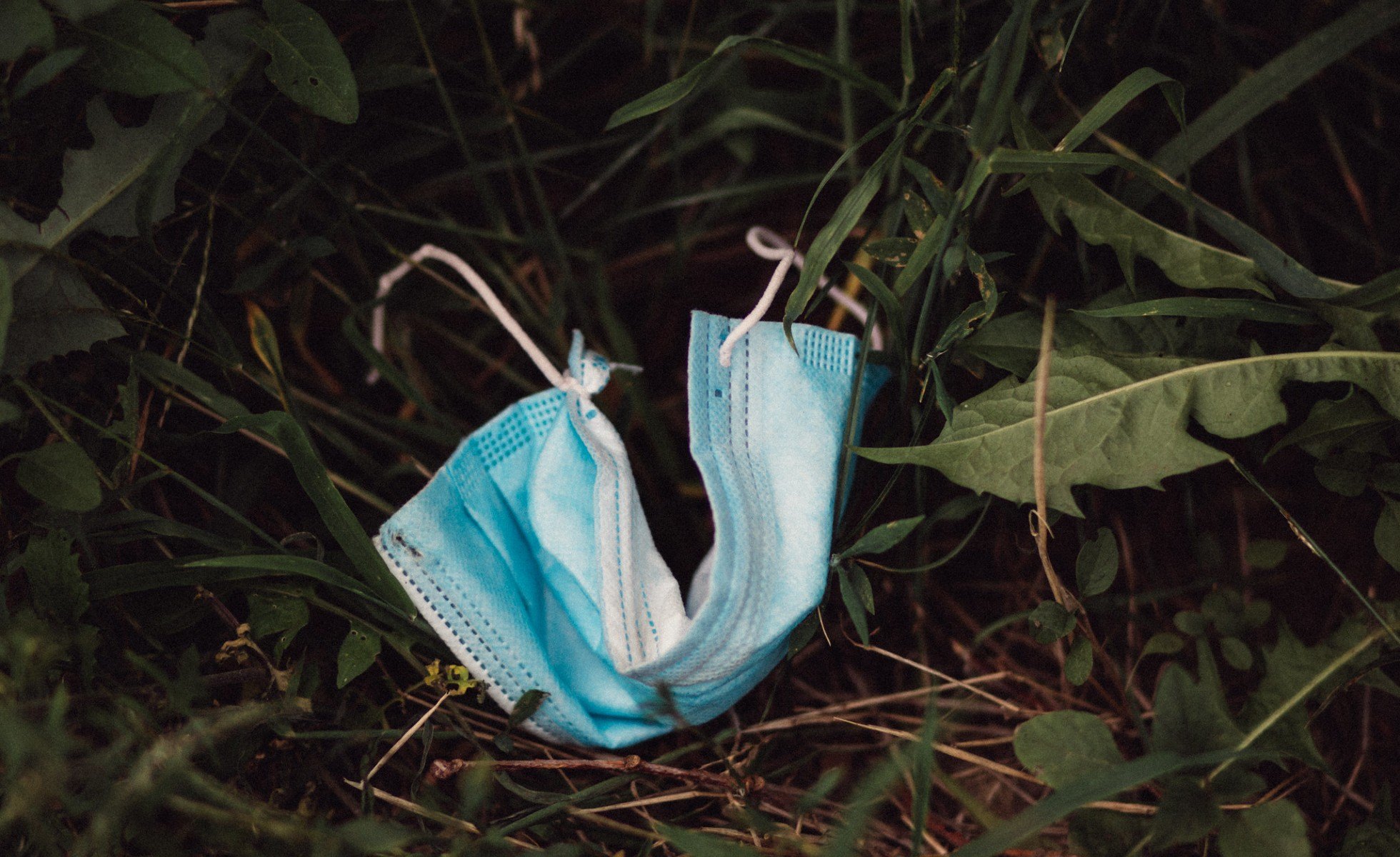 Disposable medical mask littered on green foliage