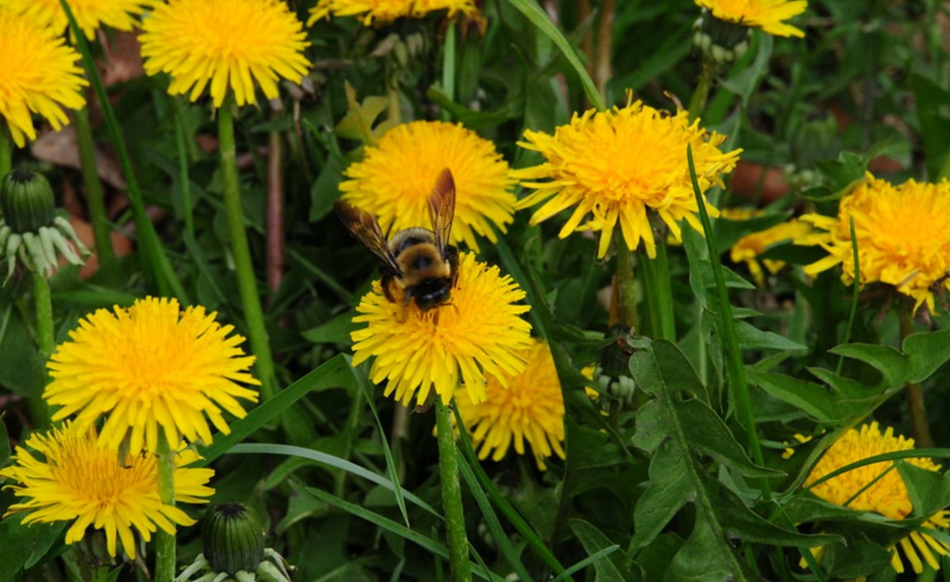 A bee on a dandelion, in dandelion filled yard.