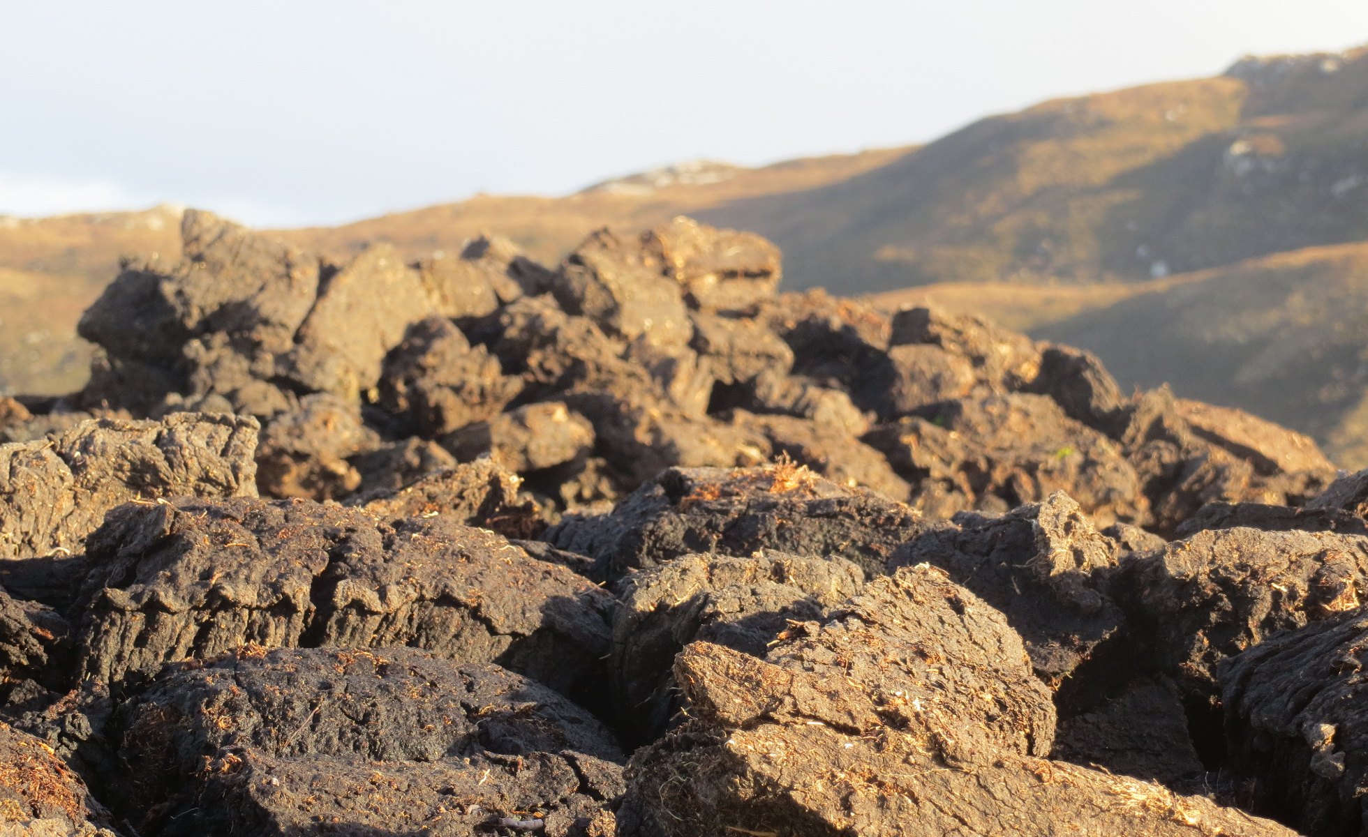 Close up on peat lands agriculture