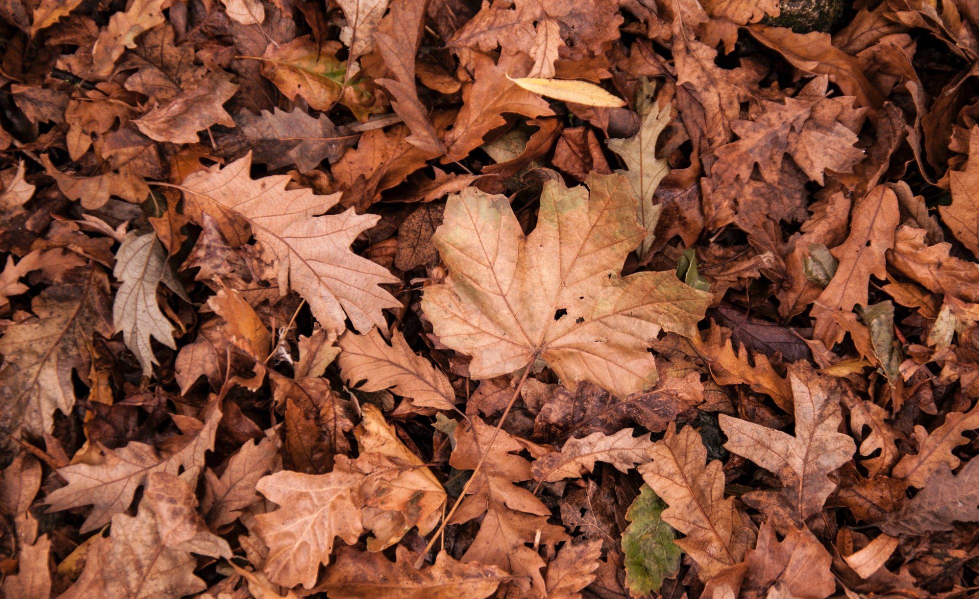 Close up photo of brown, autumn leaves on the ground.