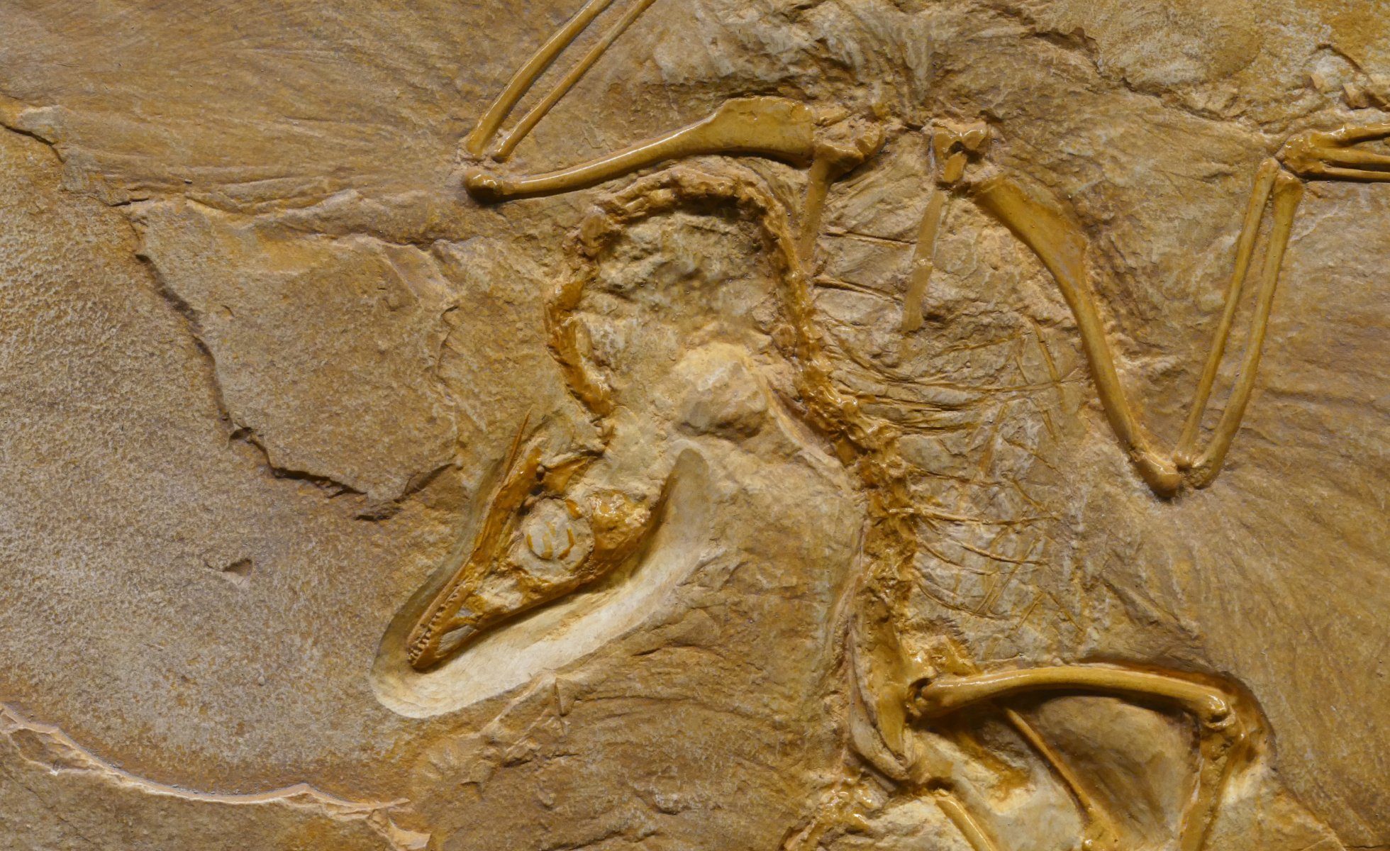 Close up photograph of a dinosaur fossil on rough stone formation