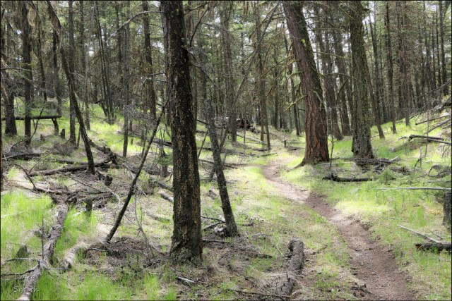 Greenstone to Spade Lakes - Kamloops Trails