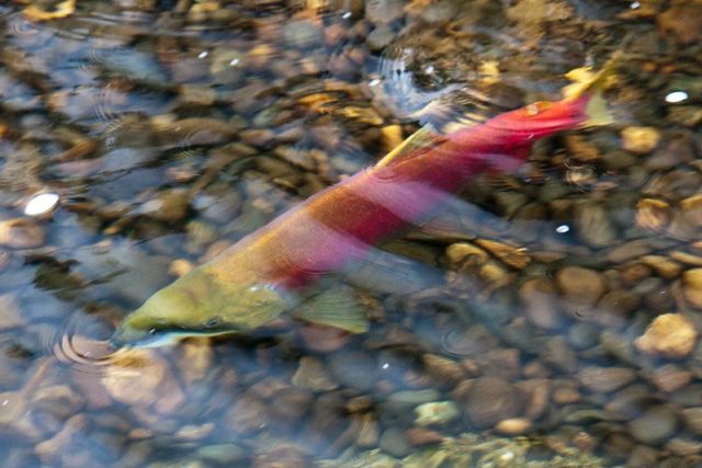 Suppressed science shows fish farms endanger wild salmon