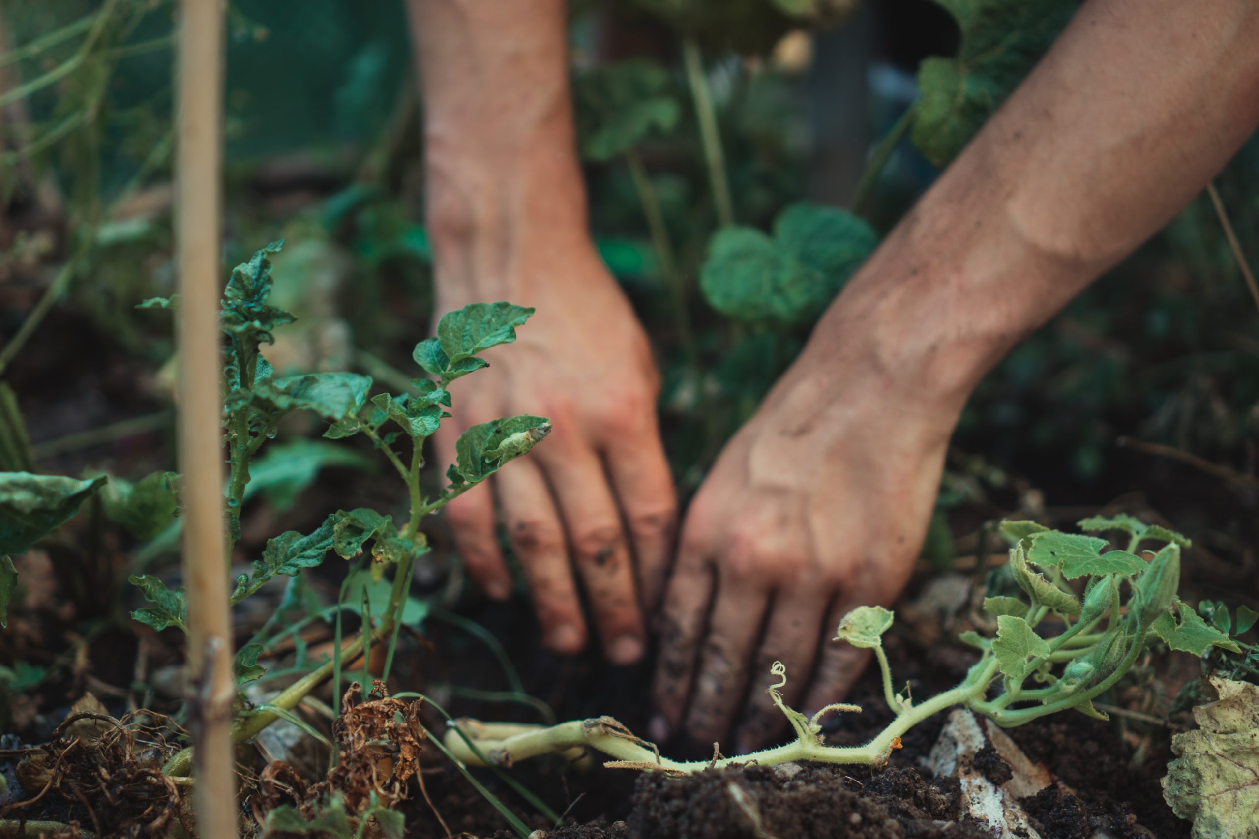 Person holding green plant stem