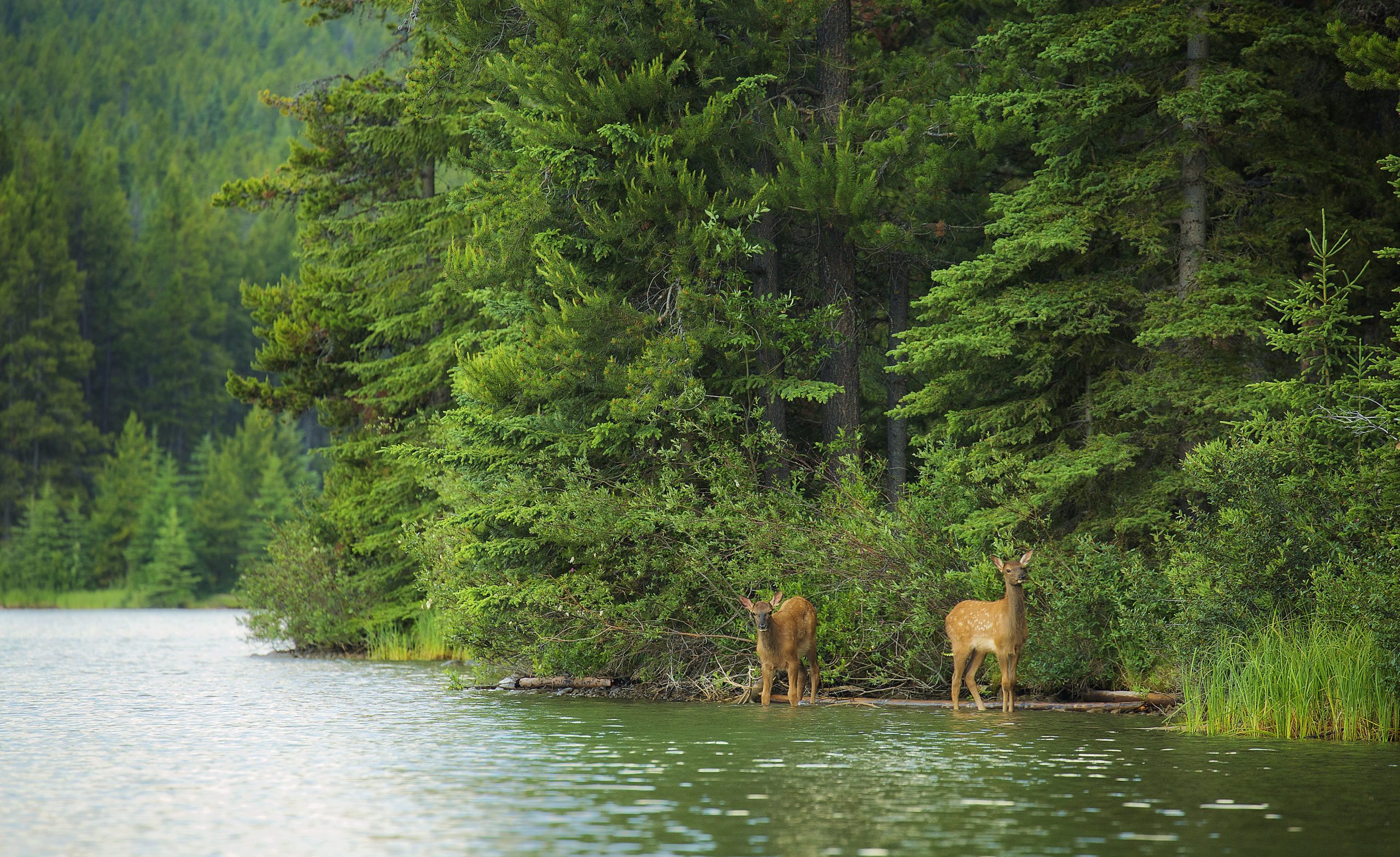 Biodiversity summit offers host country Canada a chance to step up