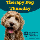 Therapy Dog Thursday – TRU Newsroom