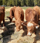 BC’s Living Lab Cattle and Forage Project Panel – TRU Newsroom