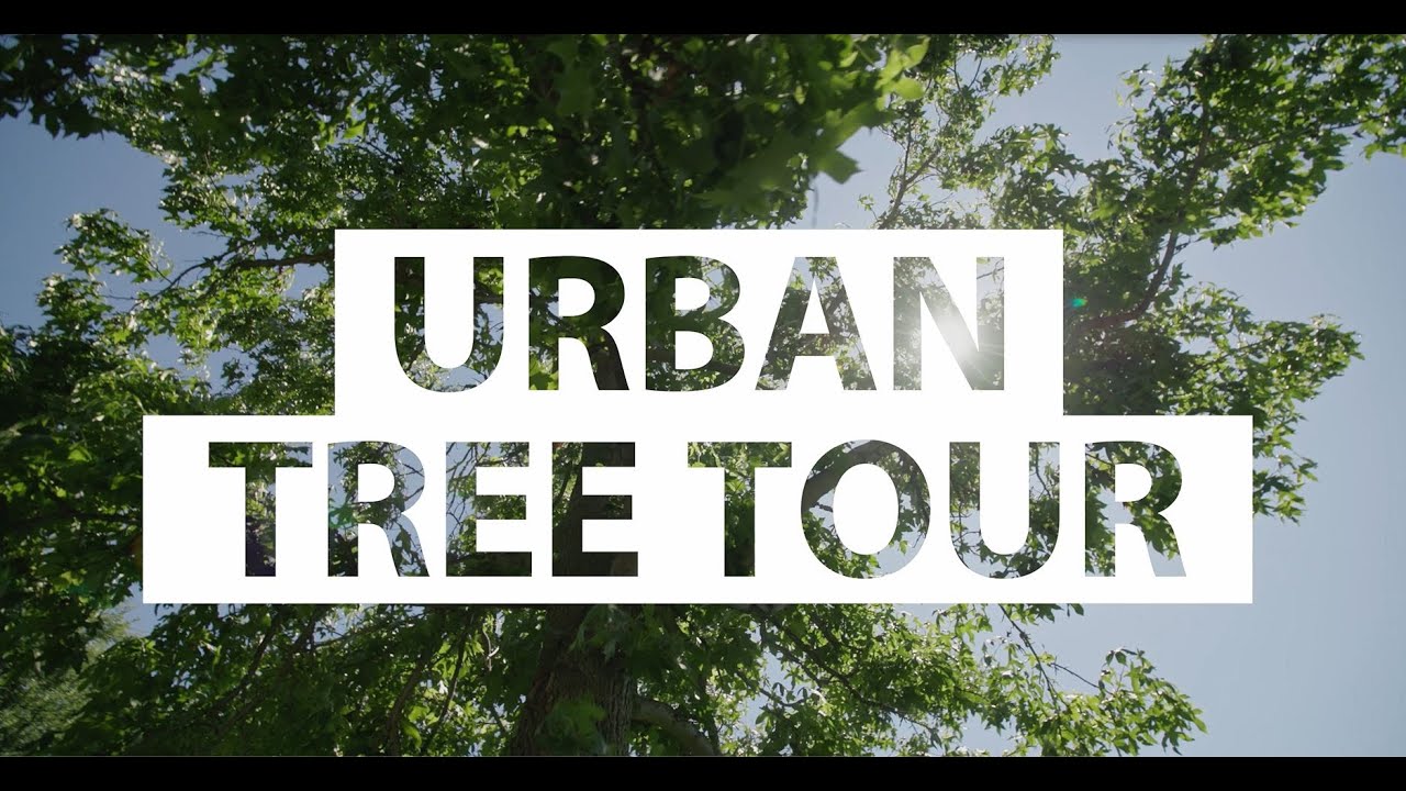 Urban Tree Tour