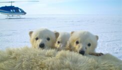 Human action key to polar bear survival – TRU Newsroom