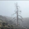 The Foggy Mara Hills - Kamloops Trails