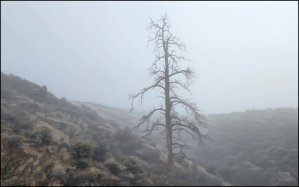 The Foggy Mara Hills – Kamloops Trails