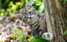 Protecting wildlife, one catio at a time – TRU Newsroom