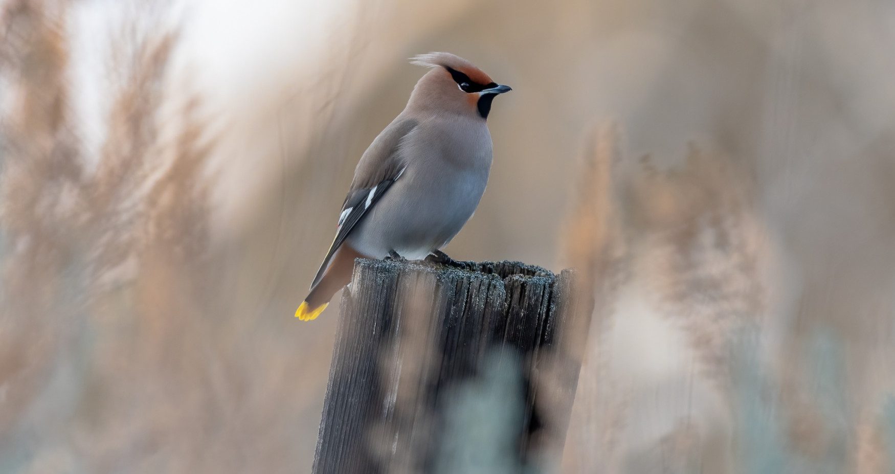 TRU campus bird walk open to public – TRU Newsroom