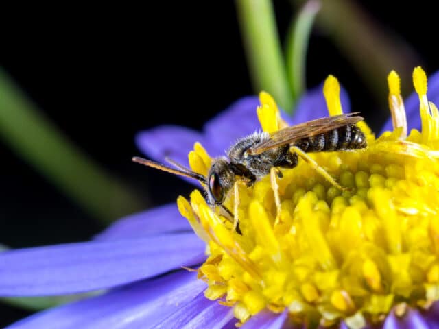 The buzz on wild bees versus honeybees
