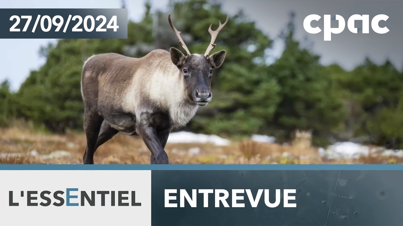 L'Essentiel : Ottawa veut négocier avec Québec pour le caribou forestier – 27 septembre 2024