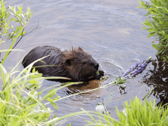 Paradigm shift needed to address climate change, biodiversity loss